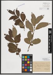 Foto von Salix appendiculata Vill.